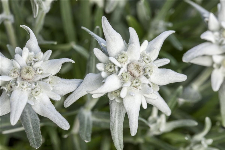 Leontopodium Alpinum Mont Blanc Alpen Edelweiss Mont Blanc