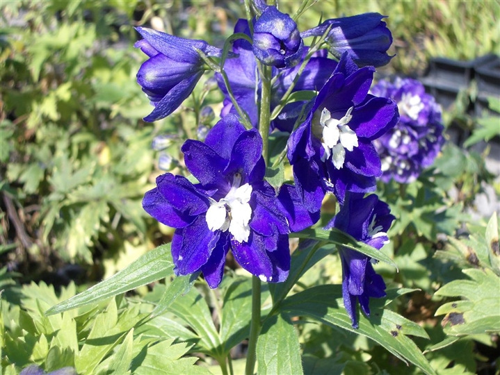 Delphinium Pacific Gruppe King Arthur Rittersporn Gartenpflanzen