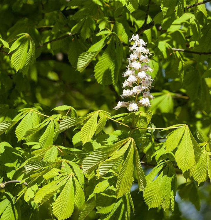 Aesculus Hippocastanum Baumannii Rosskastanie Gartenpflanzen Daepp