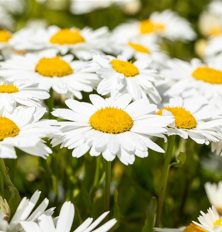 Leucanthemum Superbum Gruppe Dwarf Snow Lady Sommermargerite