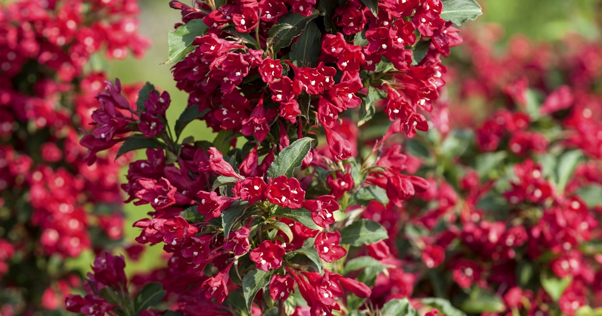 Weigela Red Prince Weigelie Gartenpflanzen Daepp