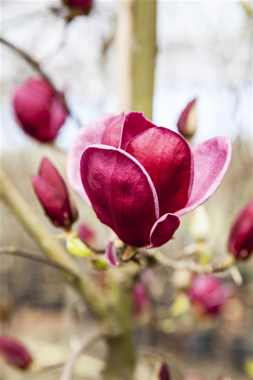 Magnolia Genie Magnolie Gartenpflanzen Daepp