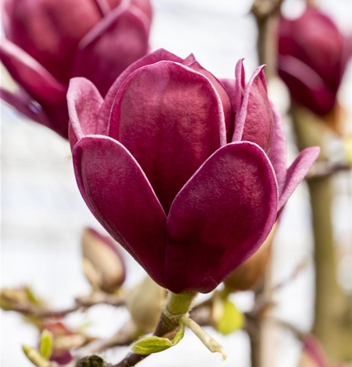 Magnolia Genie Magnolie Gartenpflanzen Daepp