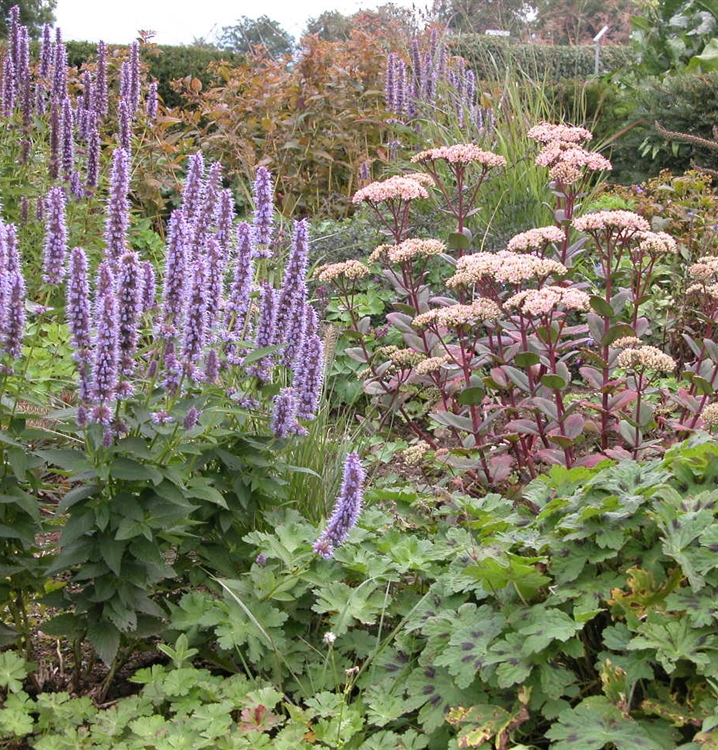 Staudenmischung Sommernachtstraum Gartenpflanzen Daepp