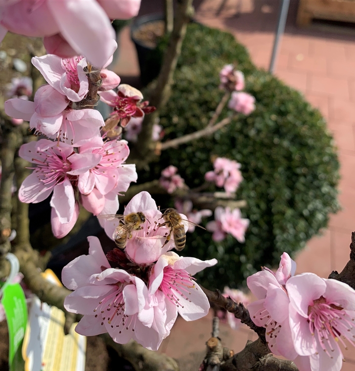 Prunus Persica Crimson Bonfire Zwerg Pfirsichnbaum Gartenpflanzen