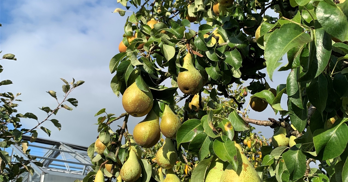 Pyrus communis Conférence Nr 59 Birnbaum Gartenpflanzen Daepp