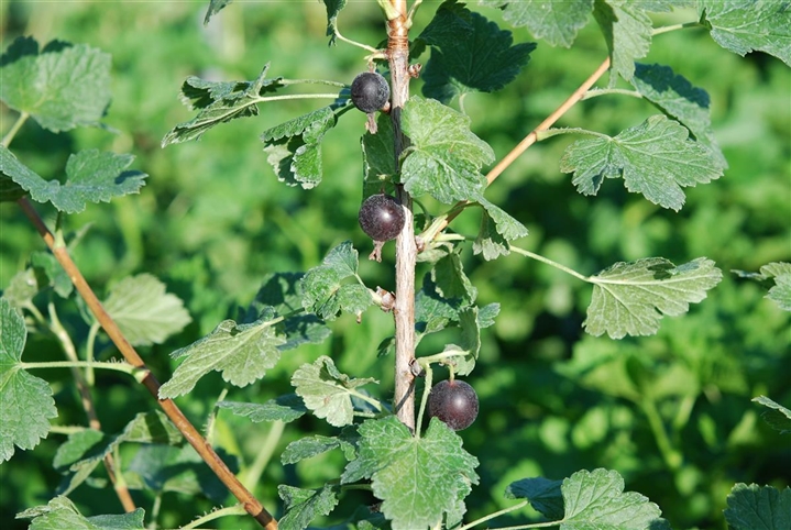 Ribes Nidigrolaria X Jostine Jostabeere Gartenpflanzen Daepp