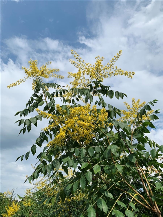 Koelreuteria Paniculata Blasenbaum Gartenpflanzen Daepp