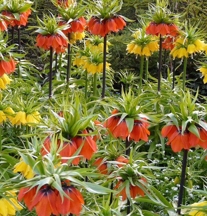 Fritillaria Imperialis Rubra Maxima Kaiserkrone Im Topf