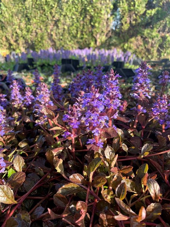 Ajuga reptans Atropurpurea Kriechender Günsel Gartenpflanzen Daepp