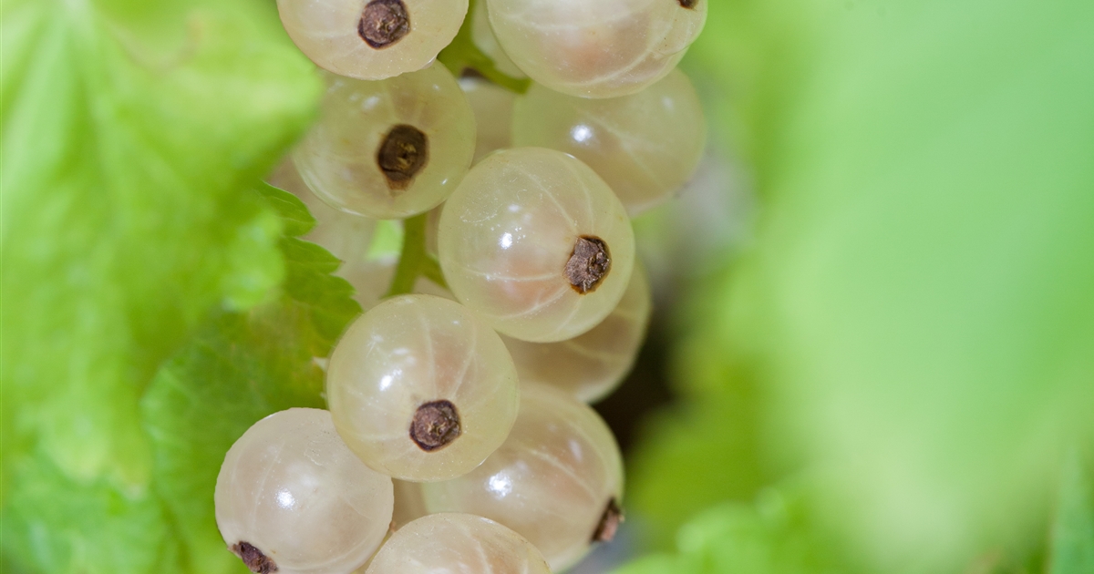 Ribes Rubrum Weisse Versailles Johannisbeerstrauch Weiss