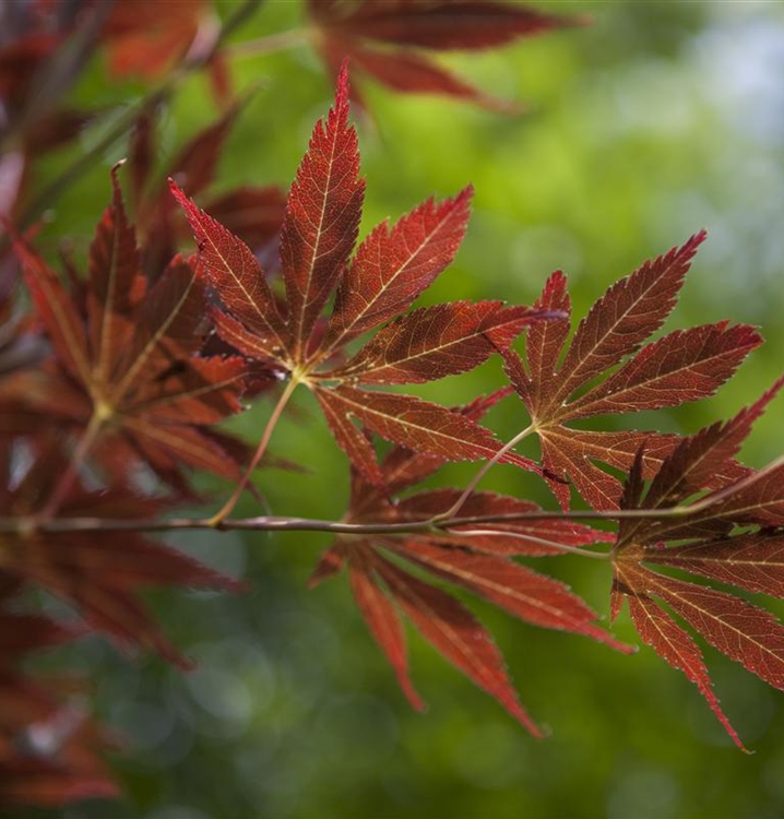 Acer palmatum Japan Ahorn Fächerahorn Gartenpflanzen Daepp