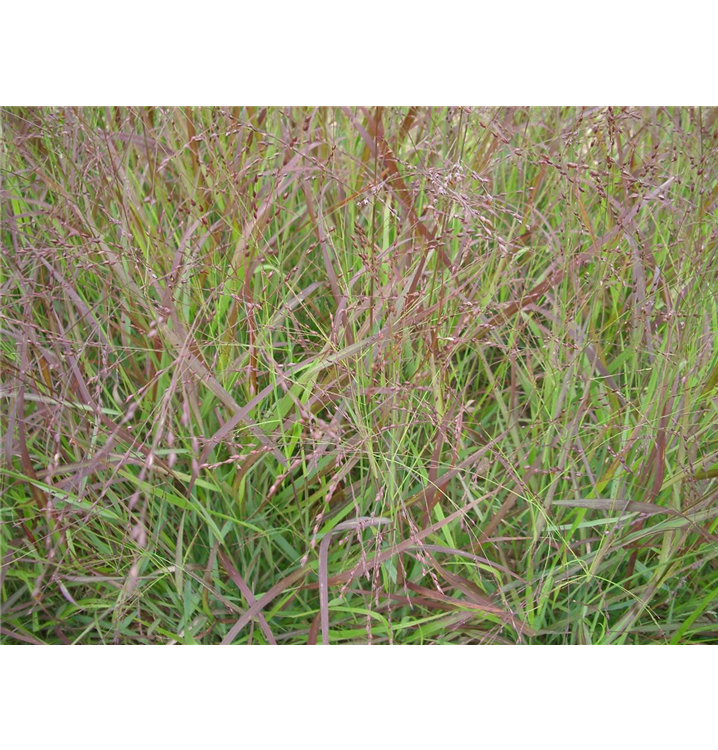 Panicum Virgatum Rehbraun Rutenhirse Gartenpflanzen Daepp