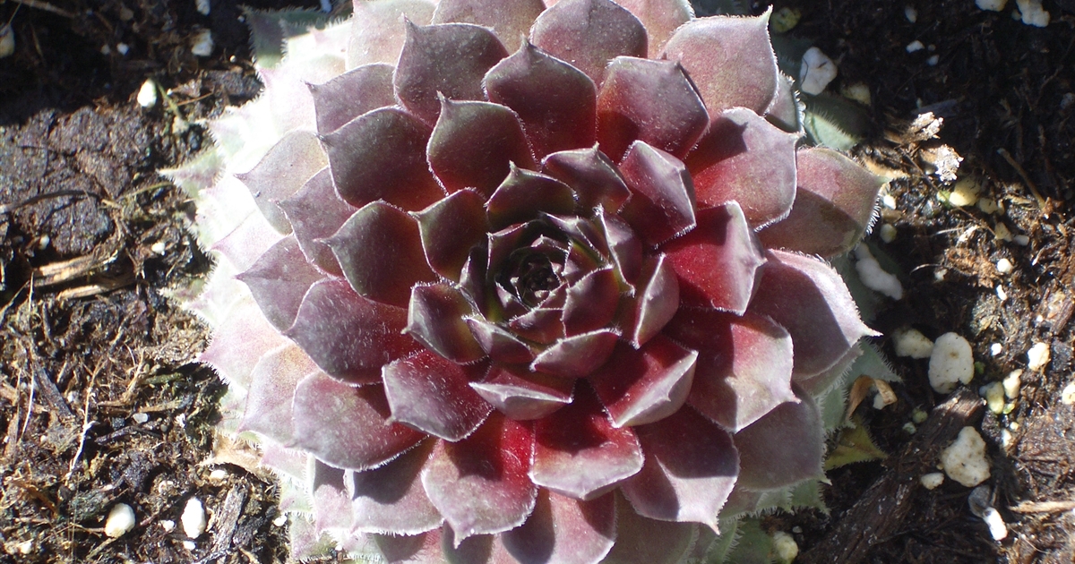 Sempervivum Pilatus Hauswurz Gartenpflanzen Daepp