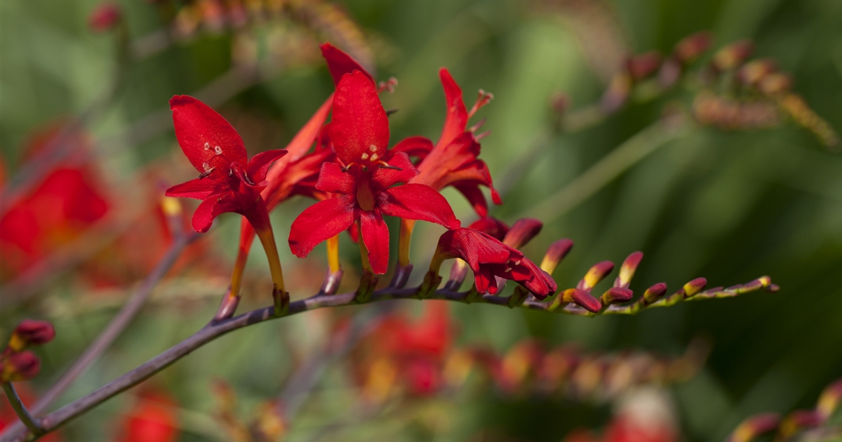 Crocosmia Emberglow Montbretie Gartenpflanzen Daepp