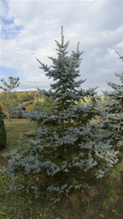 Picea pungens oldenburg описание и фото