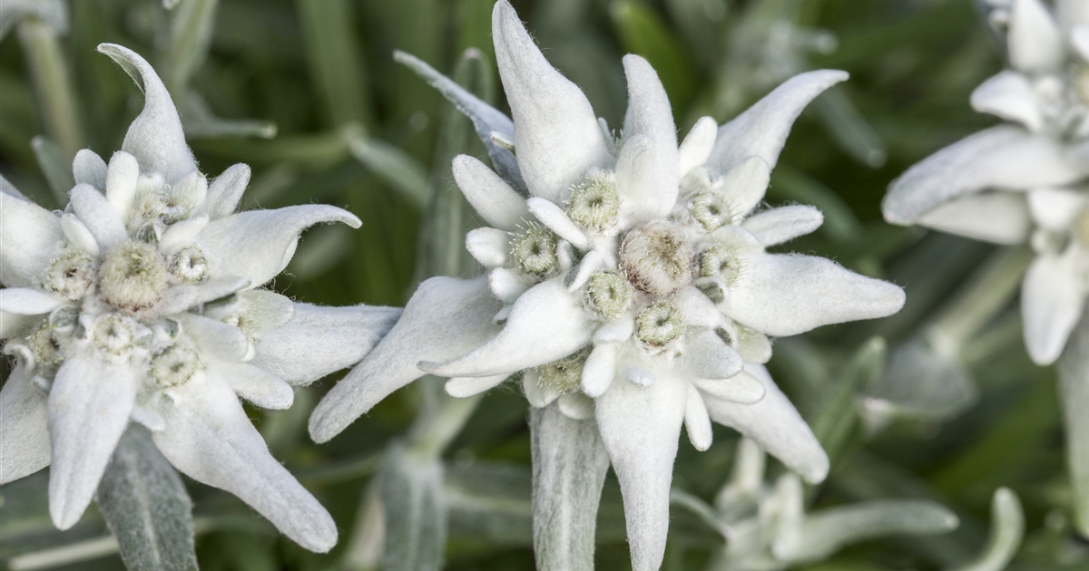 Leontopodium alpinum 'Mont Blanc', Alpen-Edelweiss 'Mont Blanc