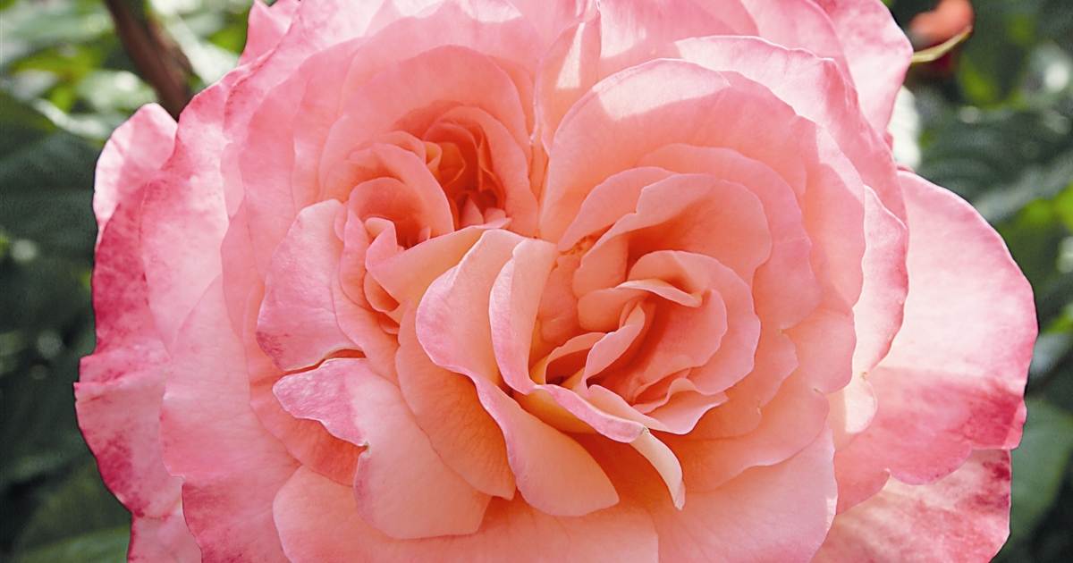 Rosa (Teehybride) - \'Augusta Gartenpflanzen Rose Daepp Grossblumige Luise