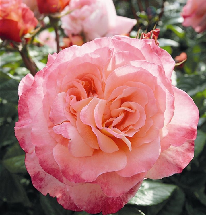 Rosa (Teehybride) \'Augusta Luise\', Grossblumige - Rose Gartenpflanzen Daepp