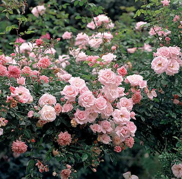 Rosa (Kletterrose) 'New Dawn', Kletterrose - Gartenpflanzen Daepp