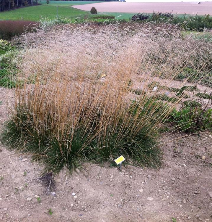 Deschampsia cespitosa 'Tauträger', Waldschmiele ...