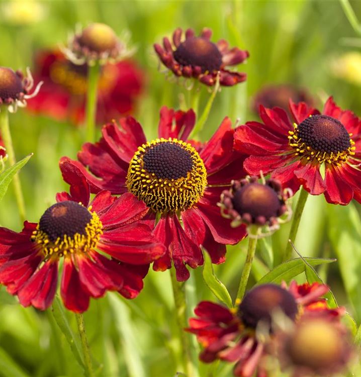 Helenium Rubinzwerg Sonnenbraut Gartenpflanzen Daepp