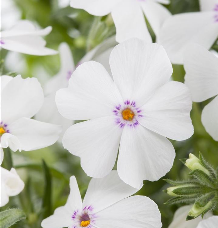 Phlox (Subulata-Gruppe) 'White Delight', Polsterphlox - Gartenpflanzen ...