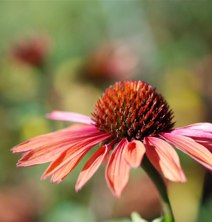 Echinacea Purpurea Sundown Sonnenhut Gartenpflanzen Daepp 6552