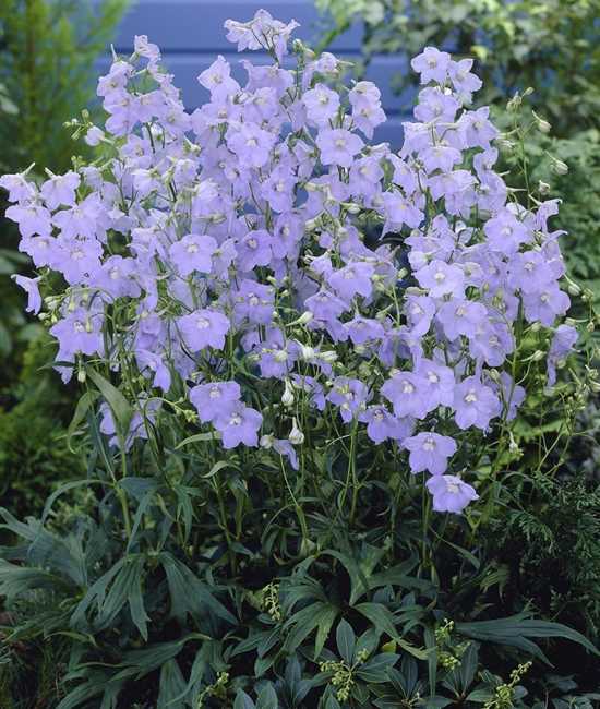 Delphinium Belladonna Gruppe Ballkleid Rittersporn Gartenpflanzen Daepp 