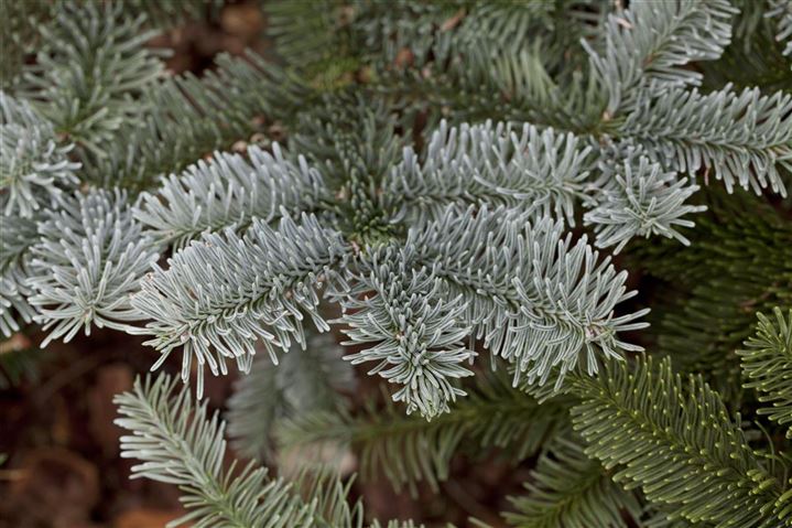 Abies procera glauca описание и фото размеры