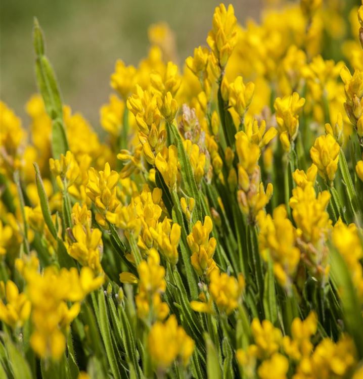 Genista Sagittalis, Ginster - Gartenpflanzen Daepp