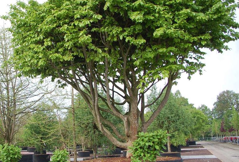 Porträt Solitärpflanze EisenholzBaum (Parrotia persica