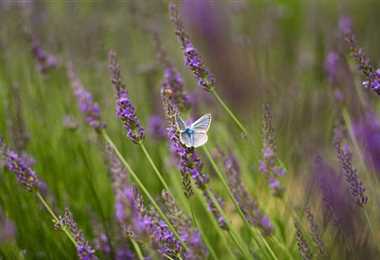 Gartenpflanzen Daepp