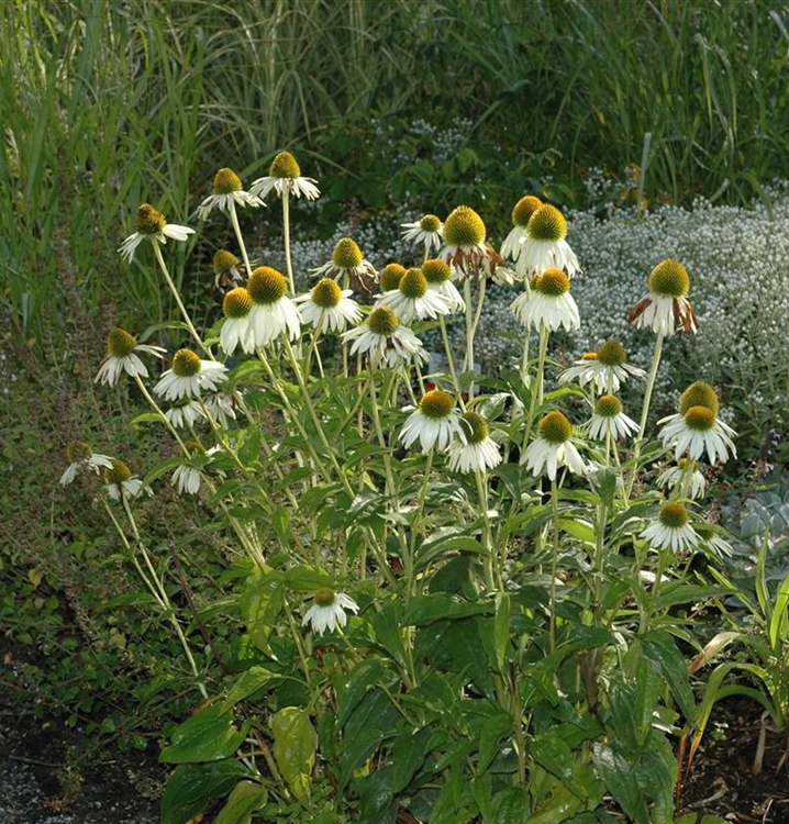 Echinacea Purpurea Alba Sonnenhut Gartenpflanzen Daepp 1288