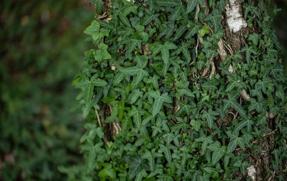 Hedera helix 'Sagittifolia'