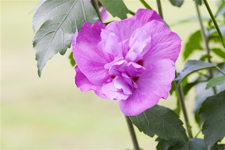 Hibiscus Syriacus Purple Ruffles Hibiscus Eibisch Gartenpflanzen