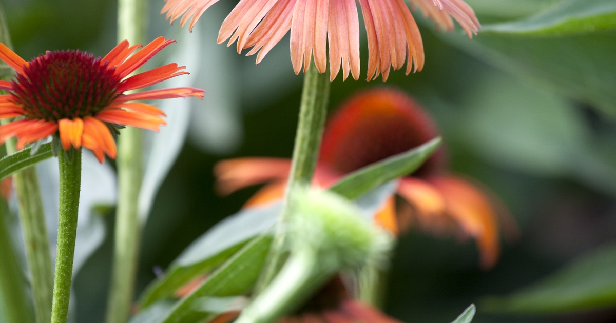 Echinacea Purpurea Sundown Sonnenhut Gartenpflanzen Daepp 3610