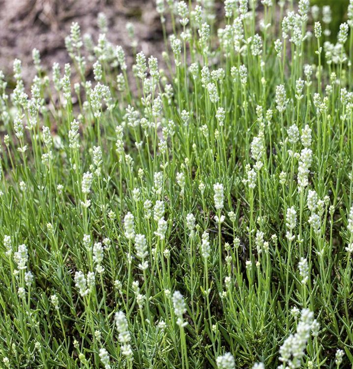 Lavandula Angustifolia Nana Alba Lavendel Gartenpflanzen Daepp 1830