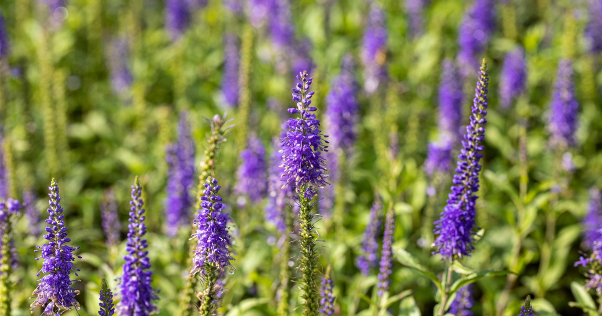 Veronica Longifolia 'Blauriesin', Langblättriger Garten-Ehrenpreis ...