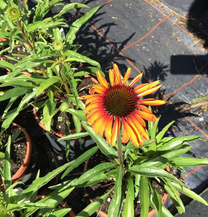 Echinacea Purpurea Postman Sonnenhut Gartenpflanzen Daepp 7397