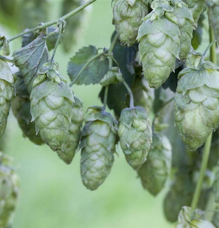 Humulus Lupulus Hopfen Gartenpflanzen Daepp 