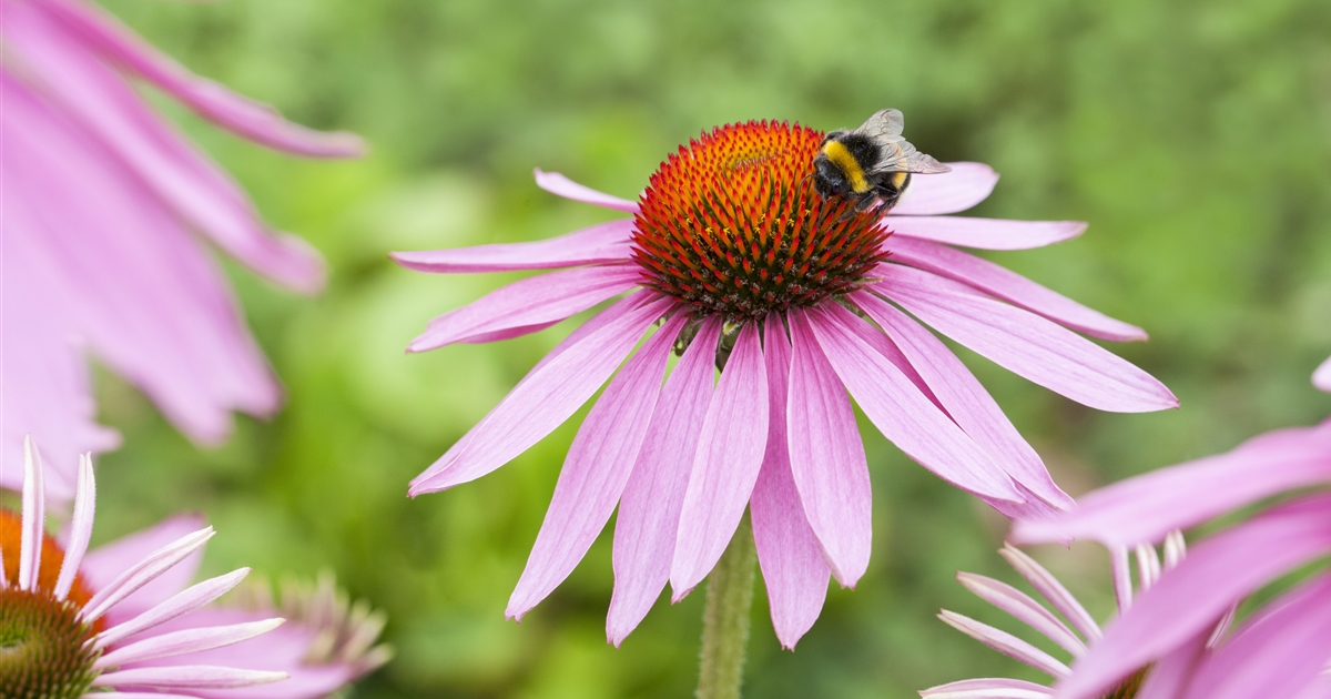 Echinacea Purpurea Magnus Sonnenhut Gartenpflanzen Daepp 6701