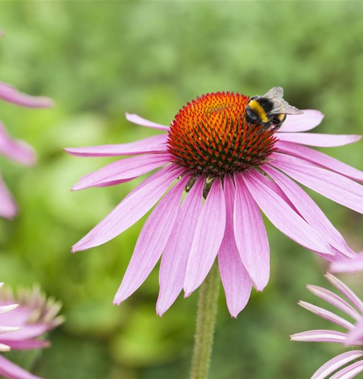 Echinacea Purpurea Magnus Sonnenhut Gartenpflanzen Daepp 8596