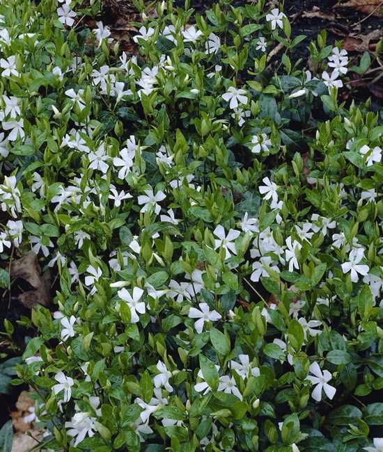 Vinca Minor Alba Kleines Immergrun Gartenpflanzen Daepp