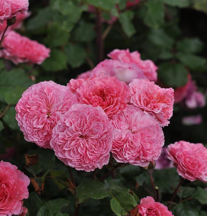 Rosa Clevers Daepp - Taste \'Theo Love\', Gartenpflanzen (Floribundarose) Floribundarose of