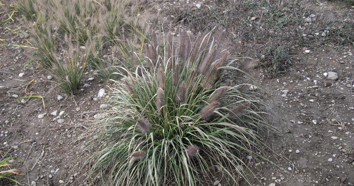 Pennisetum Alopecuroides National Arboretum Federborstengras Gartenpflanzen Daepp