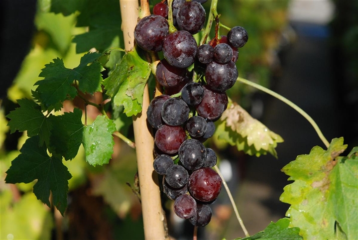 Vitis Vinifera Cardinal Direktträger Rot Gartenpflanzen Daepp