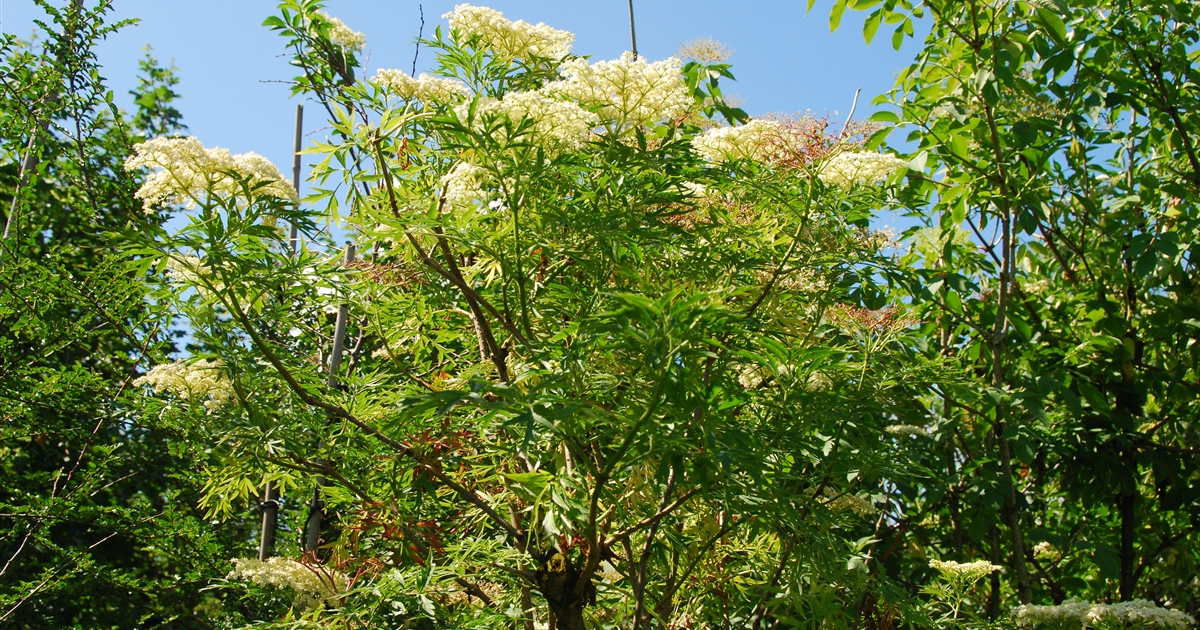 Sambucus Nigra 'Laciniata', Schwarzer Holunder - Gartenpflanzen Daepp