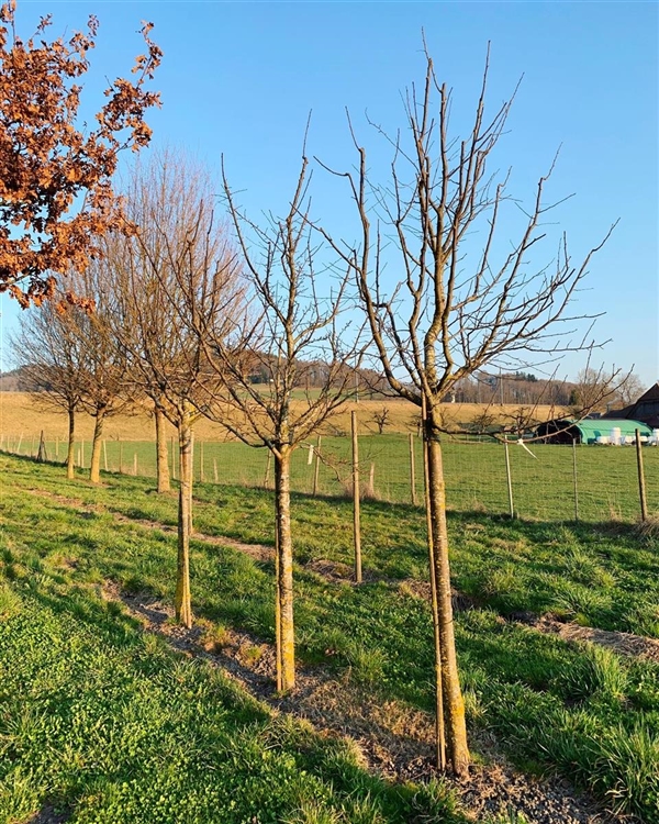 Prunus domestica \'Bühler Frühzwetschge\', Zwetschgenbaum - Daepp Gartenpflanzen