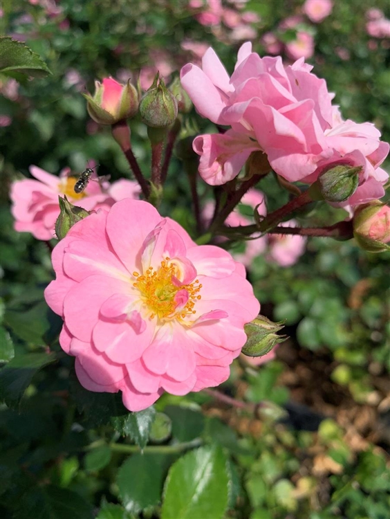 Rosa Bodendeckerrose Satina Bodendeckerrose Satina ® Gartenpflanzen Daepp